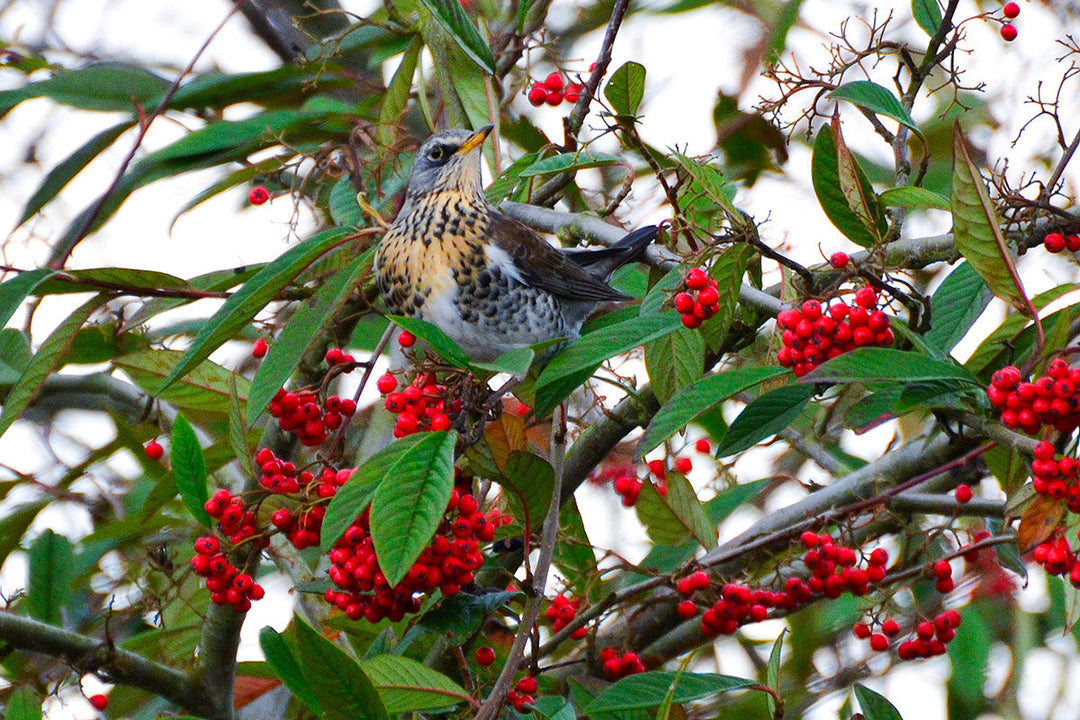 Wildlife in the garden - fieldfare