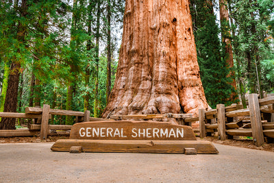 Exceptional trees - General Sherman Sequoiadendron giganteum