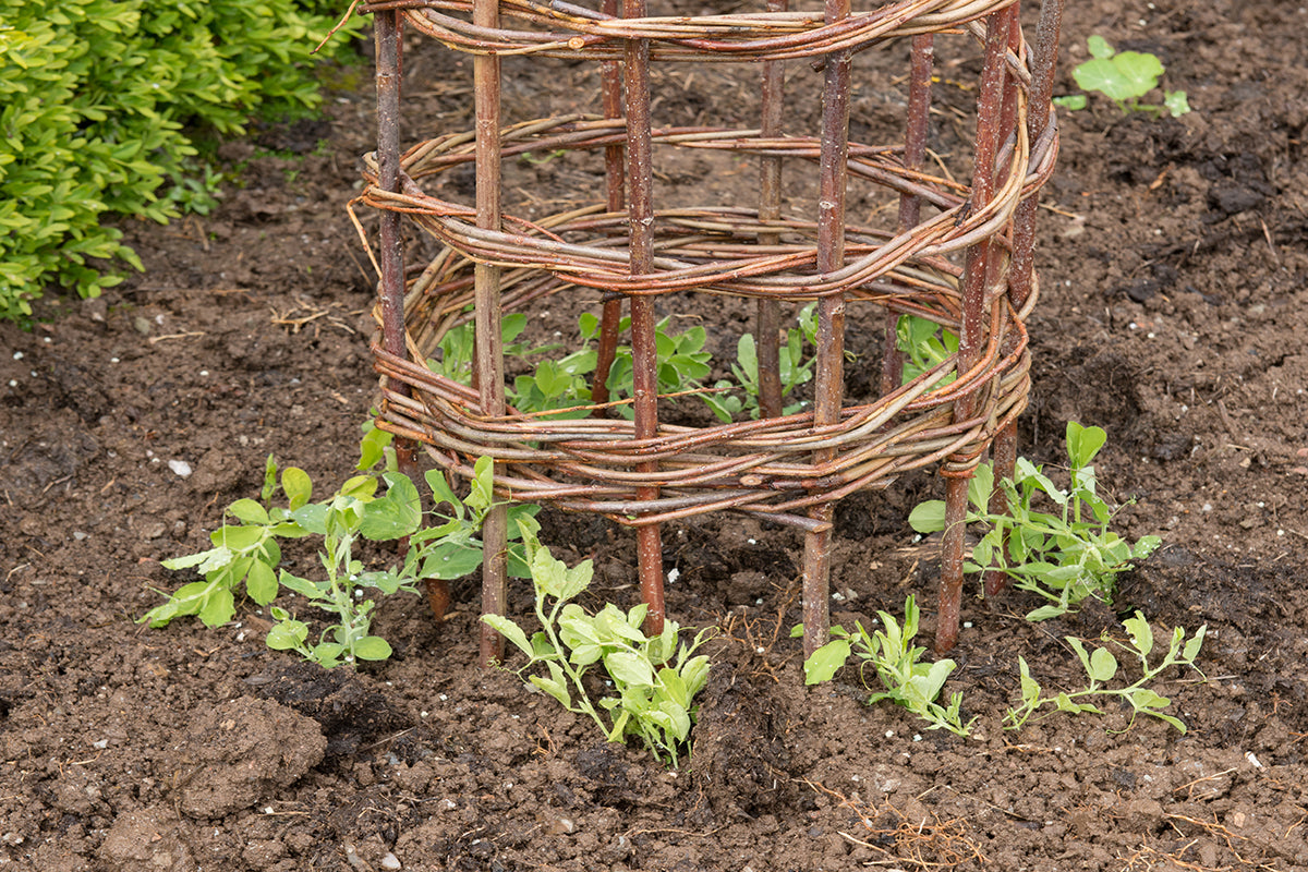 Gardeners' notes - what to do in June.