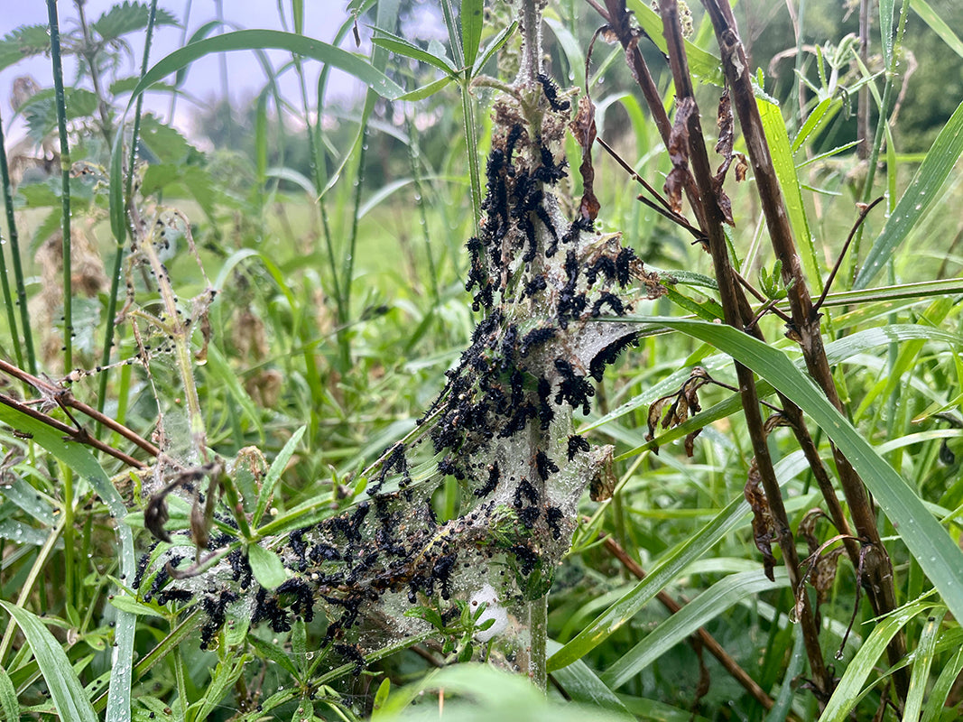Nettles - from sting to wing