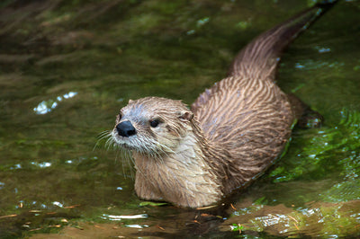 Wildlife in the garden - Otters