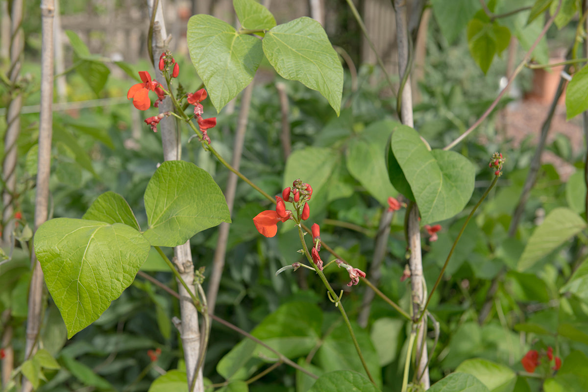 On the plot - veg wisdom in June