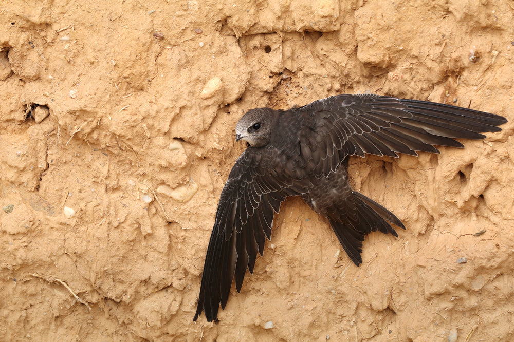 Wildlife in the garden - swifts