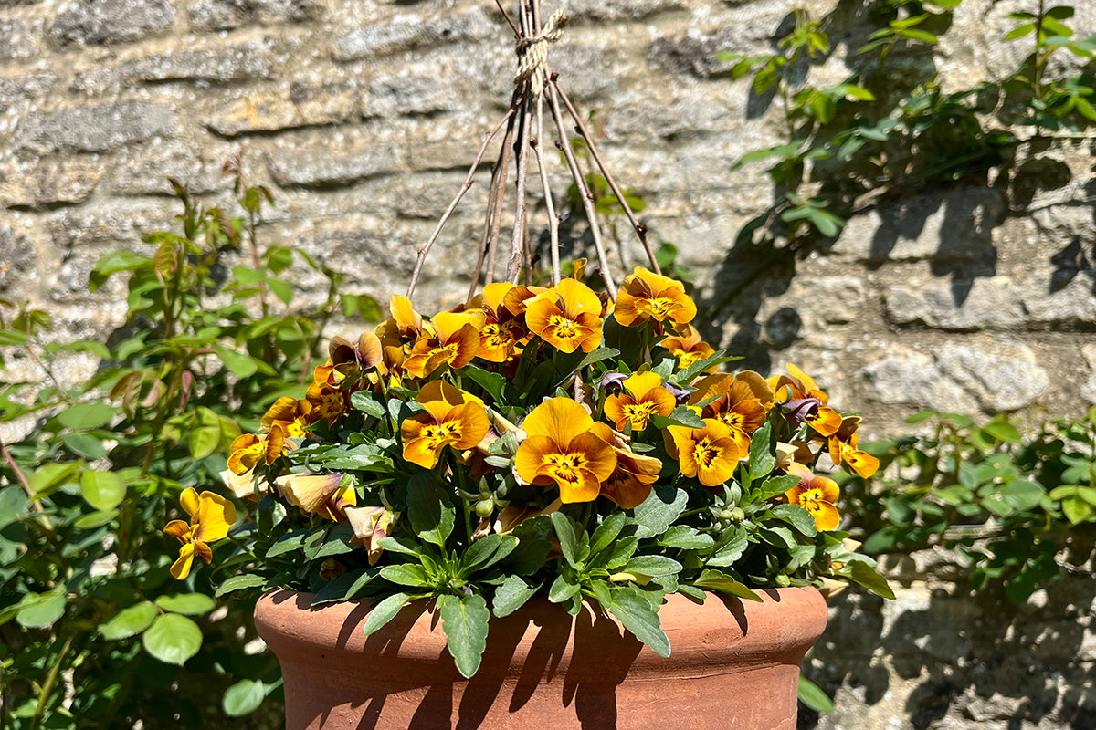 Violas - wigwams, and week old kittens