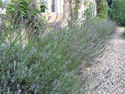 Getting the garden ready for autumn - the lavender pruning debate