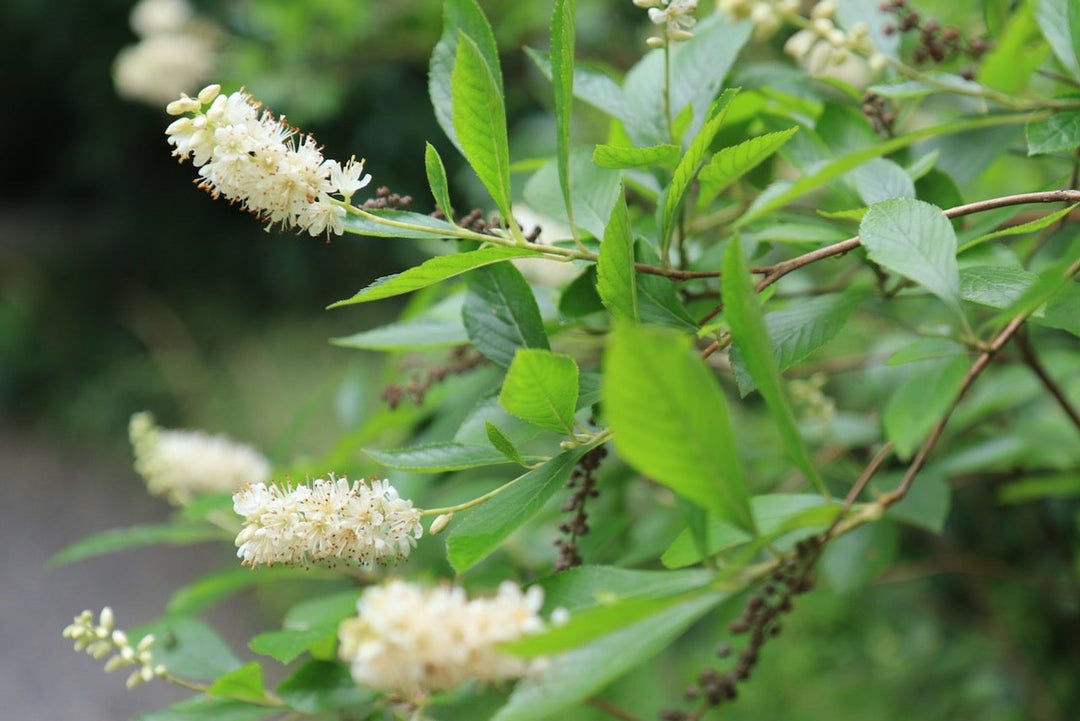 Summer flowering shrubs