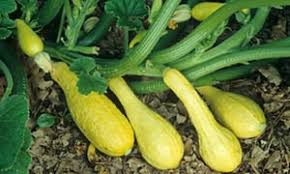Dealing with the garden glut: Courgettes ahoy!