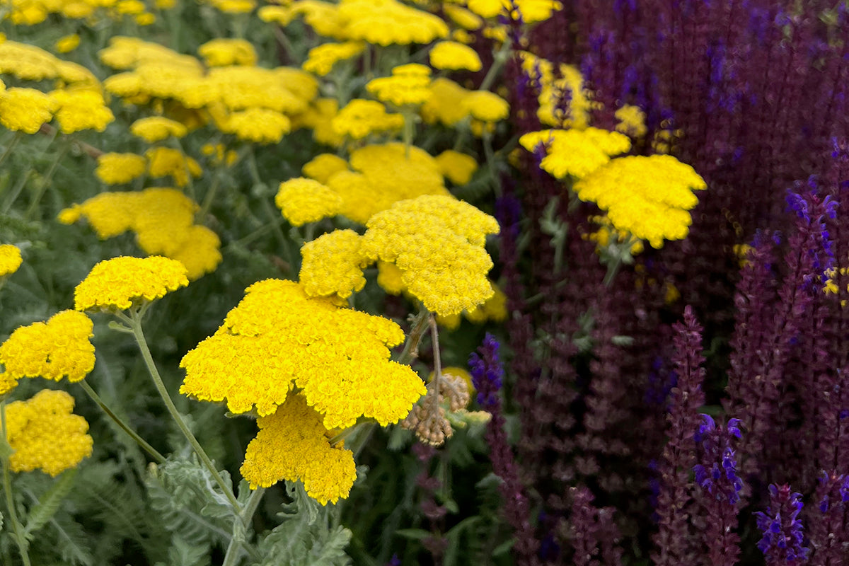 Plant of the month - Achillea
