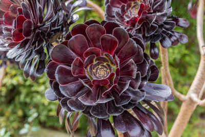 Garden trends - dark foliage