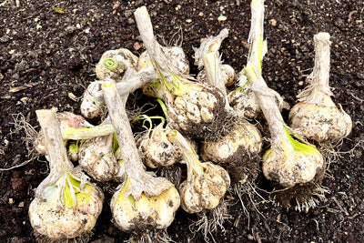 Allium harvest