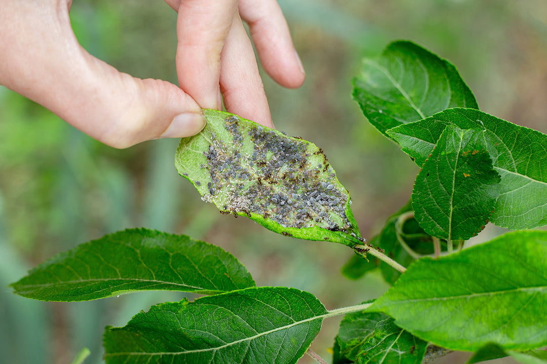 Greener gardening - pest control