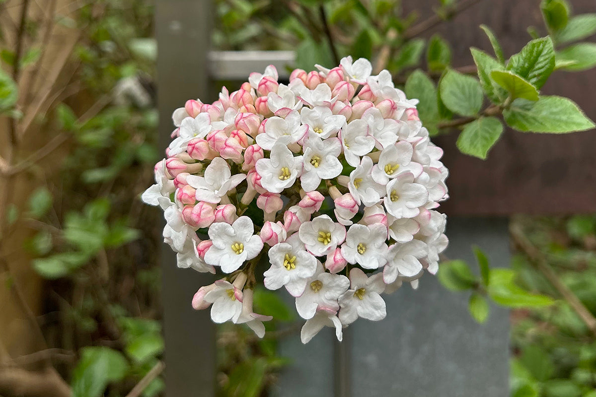 My harbinger of spring – Viburnum x burkwoodii