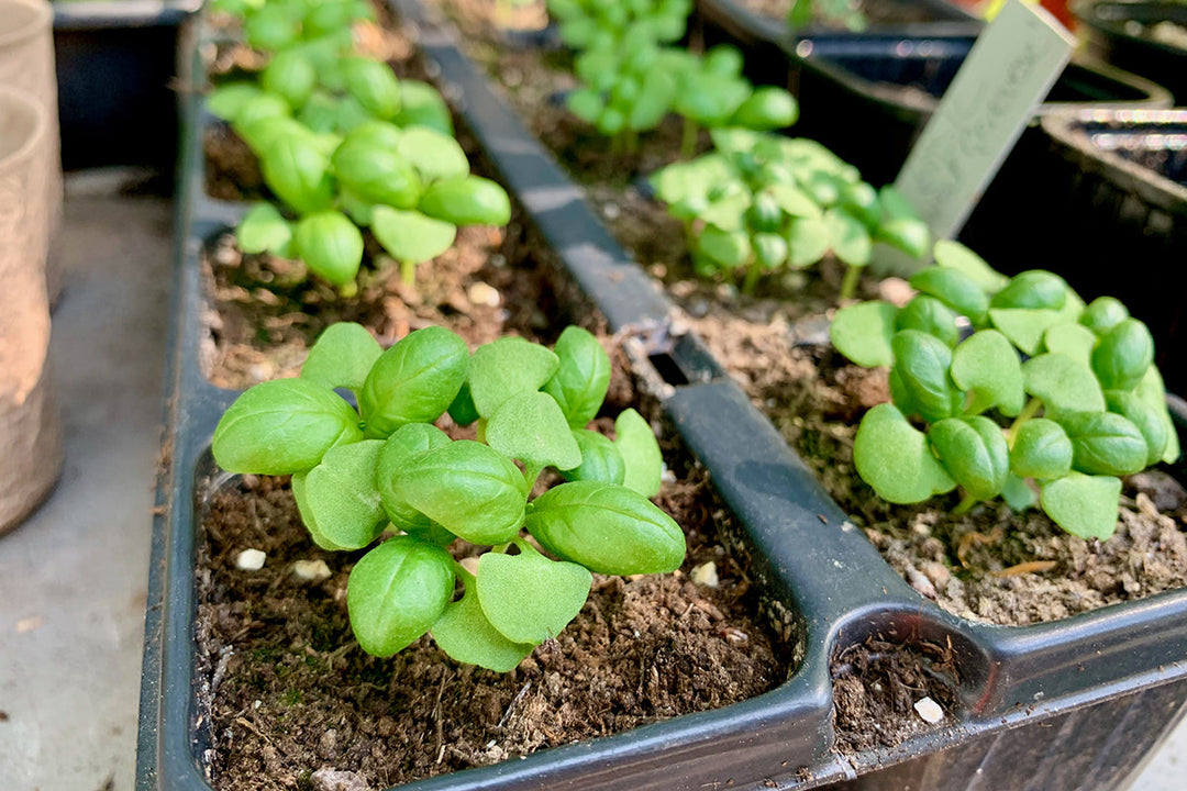 Gardeners' notes - jobs to do in May