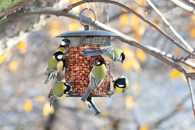 Technology in the garden - bird feeders