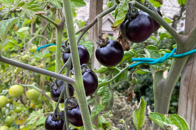 Body, soul and gardening - black vegetables for health