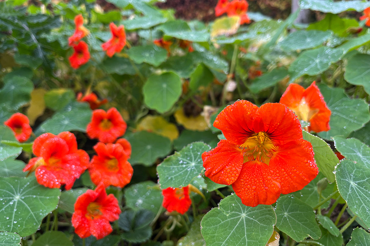 Blooming late