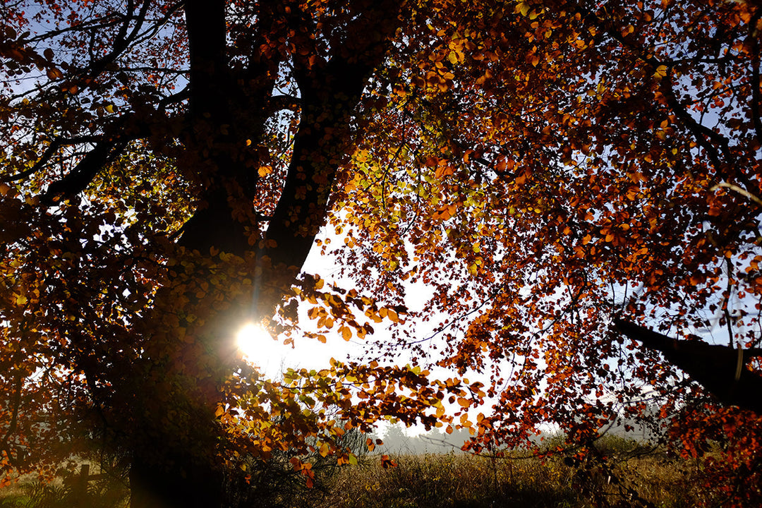 Body, soul and soil - autumn equinox
