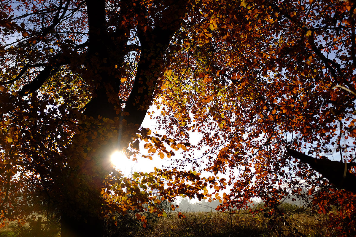 Body, soul and soil - autumn equinox