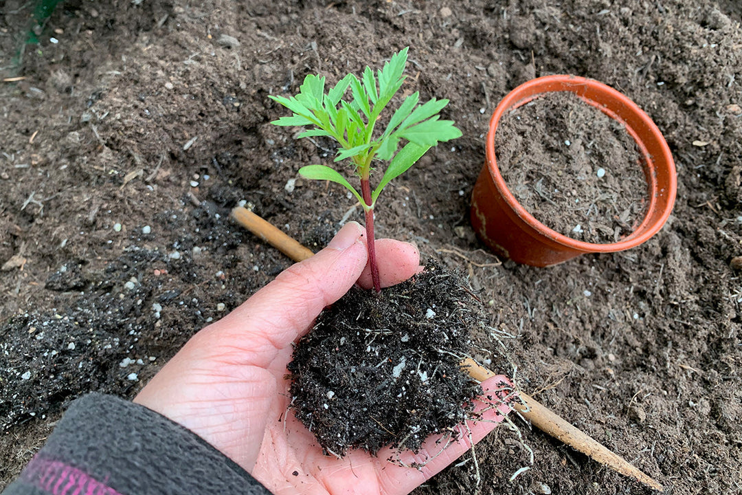 Body, soul and soil - good, clean dirt