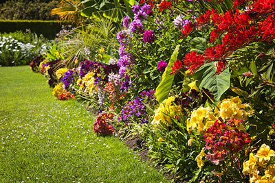 Brightly coloured flowers affect mood