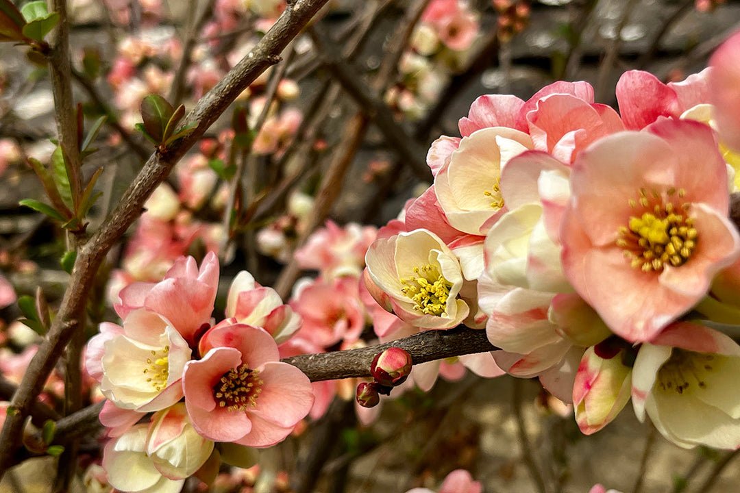 Note 5: Chaenomeles - the flowering quince