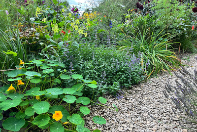 Garden trends - the new cottage garden