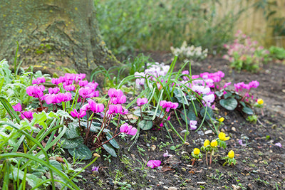 Plant of the month - Cyclamen coum