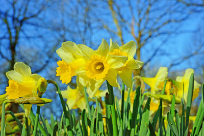 Gardening tip - Don't give up on your daffodils