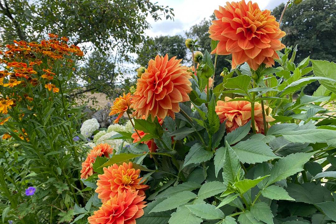 Gardeners' notes - jobs to do in April