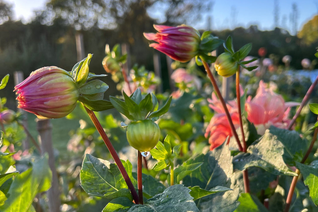 Flower Farming Conference