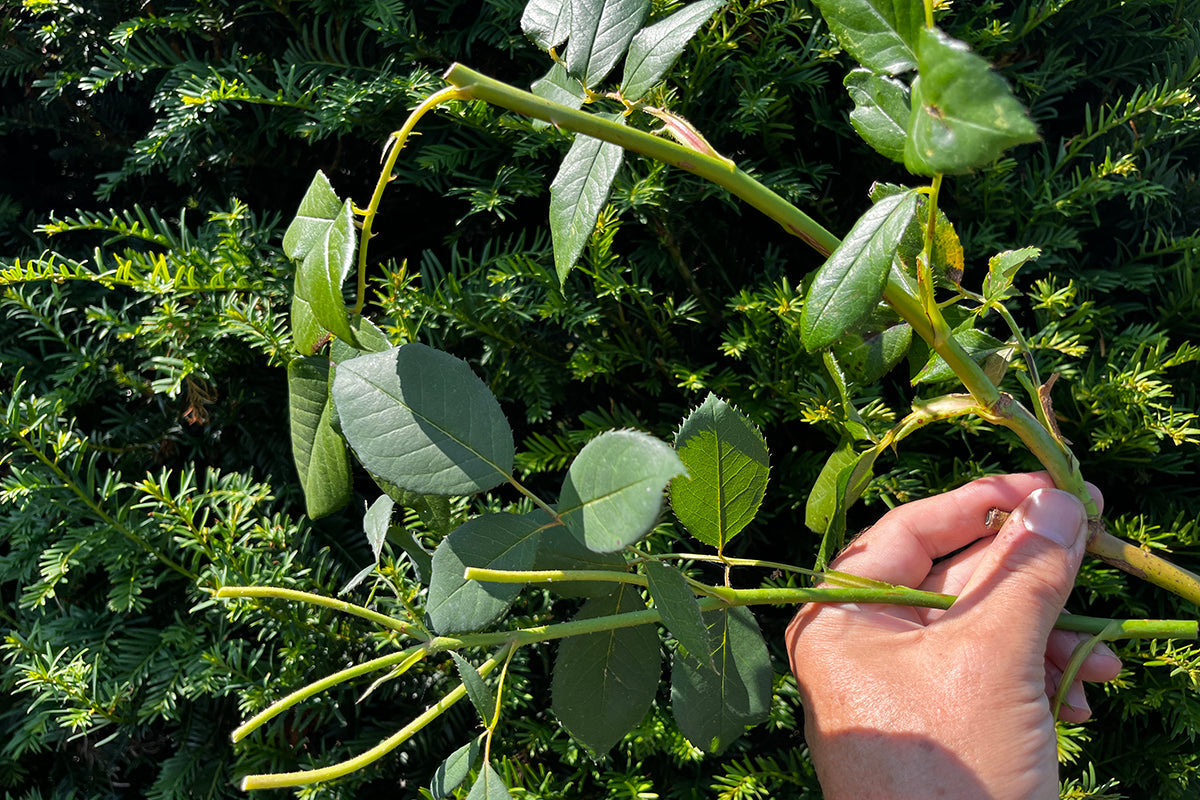 Note 12: Off with its head - the art of deadheading