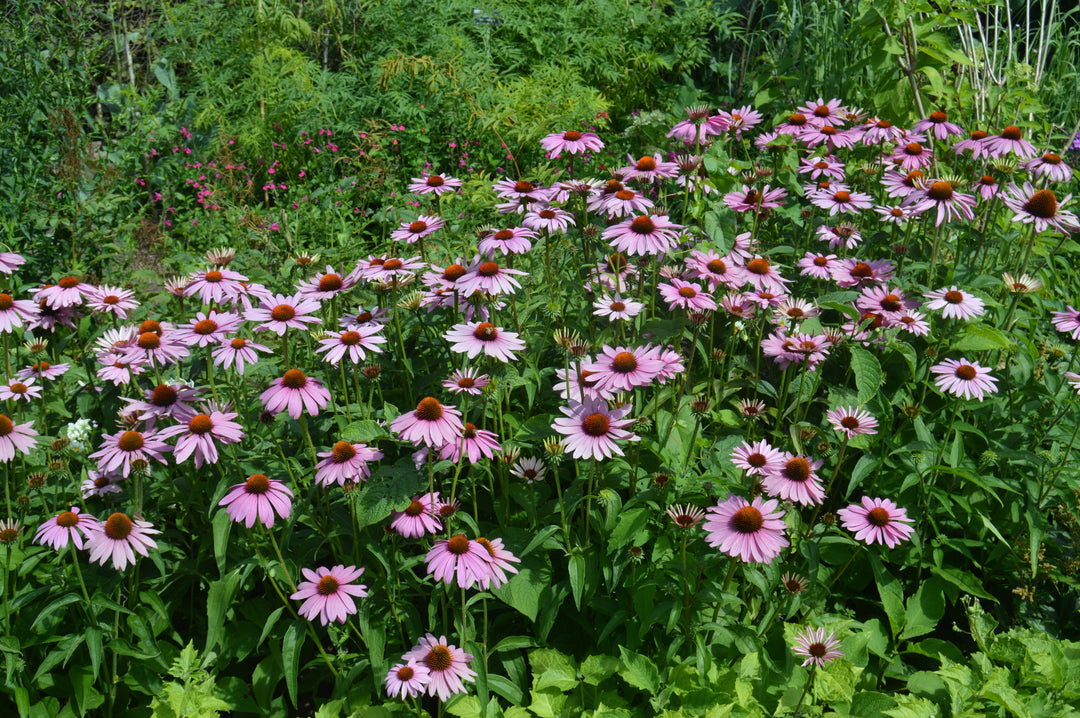 Echinaceas