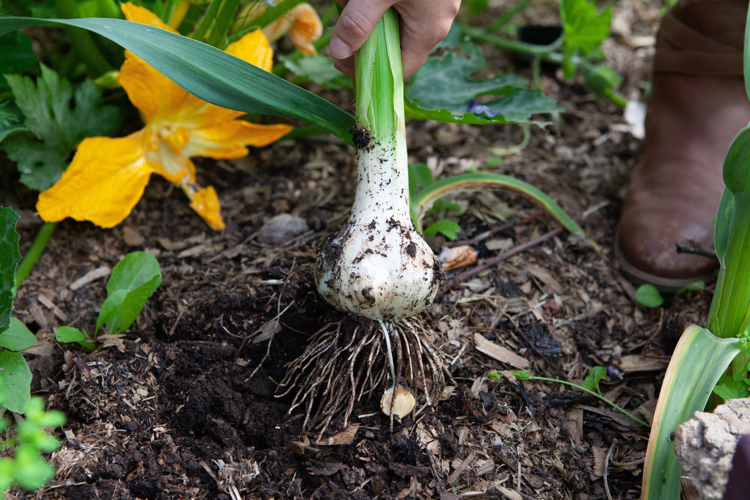 Gardeners' notes: jobs to do in September