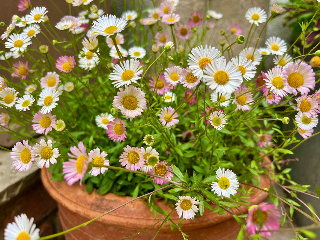Erigeron karvinskianus