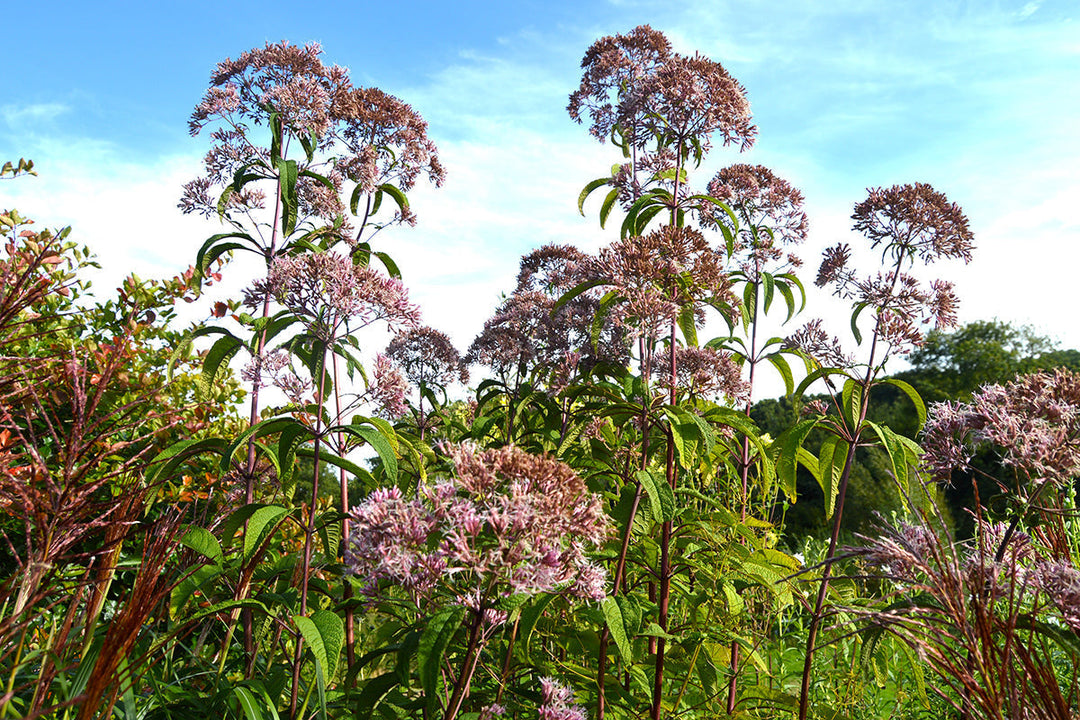 Eupatoriums