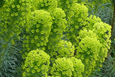 Plant of the month - Euphorbia