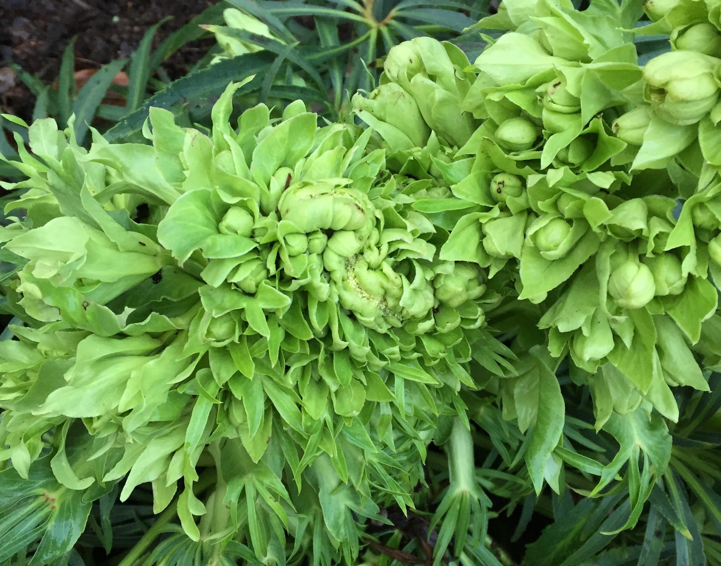 Fasciation Rhs Fascinating fasciation – Genus Gardenwear
