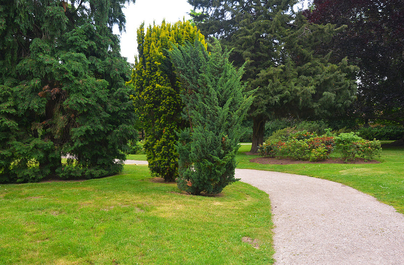 Fastigiate Shape Garden trends - fastigiate trees – Genus Gardenwear