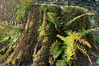 Plant of the month - ferns
