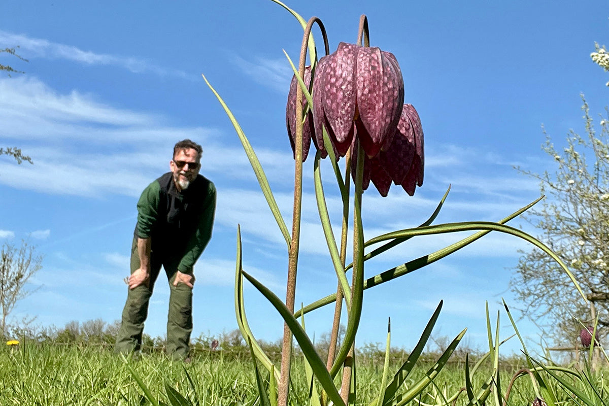 Note 6: Fritillaria meleagris - a snake in the grass
