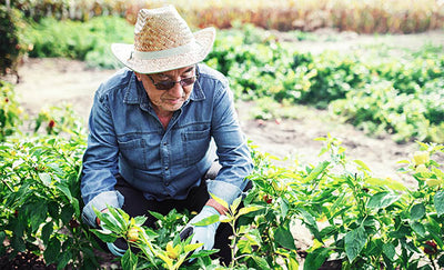 Gardening significantly reduces heart attack risk in over 60s