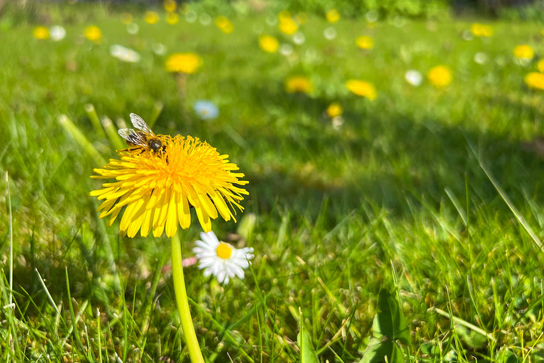 Greener gardening - no mow May