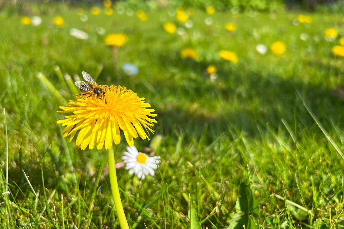 Greener gardening - no mow May