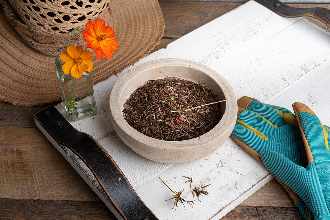 Greener gardening - seed saving