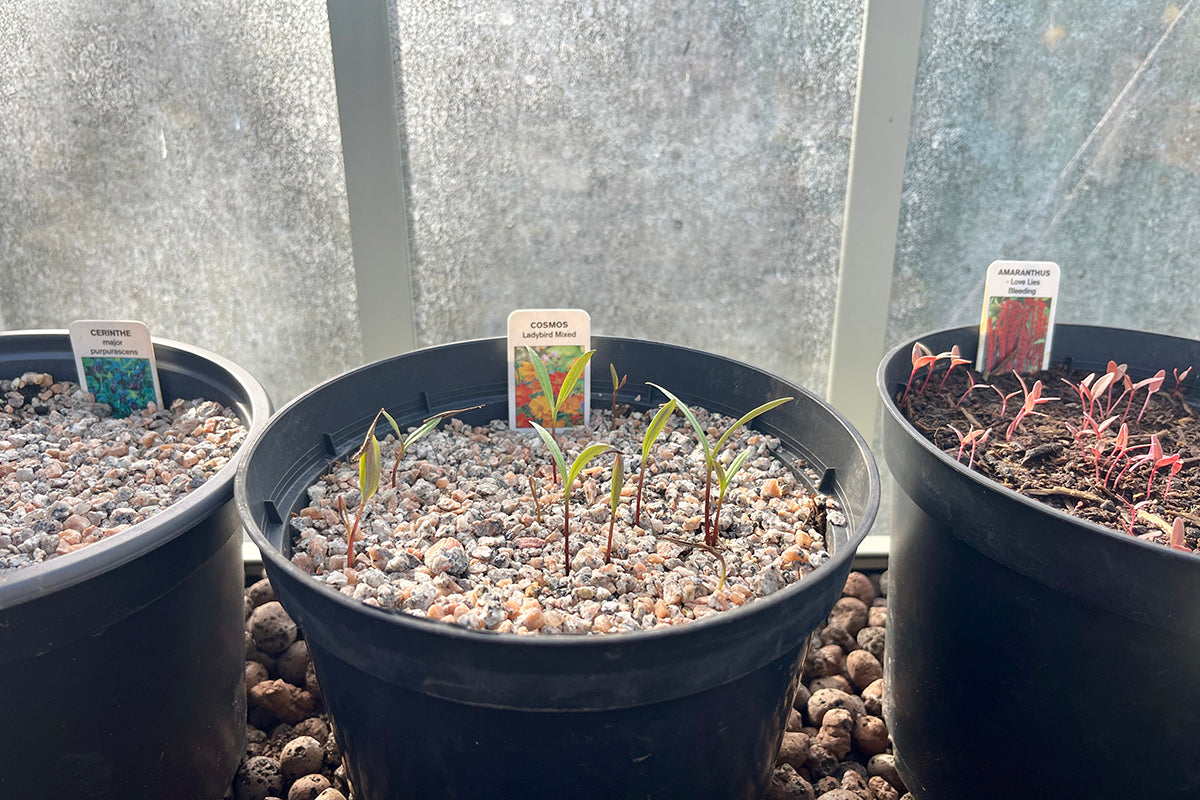 Greenhouse report