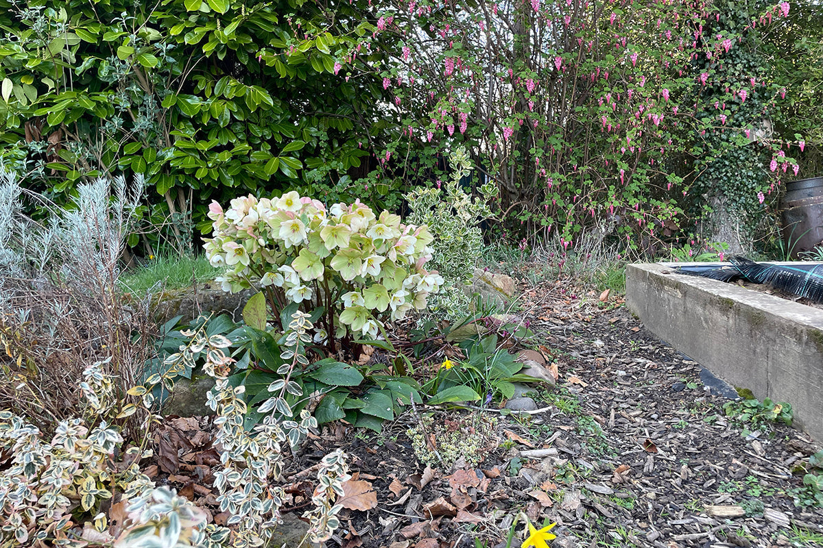 Hannah Greenshields - my garden in spring