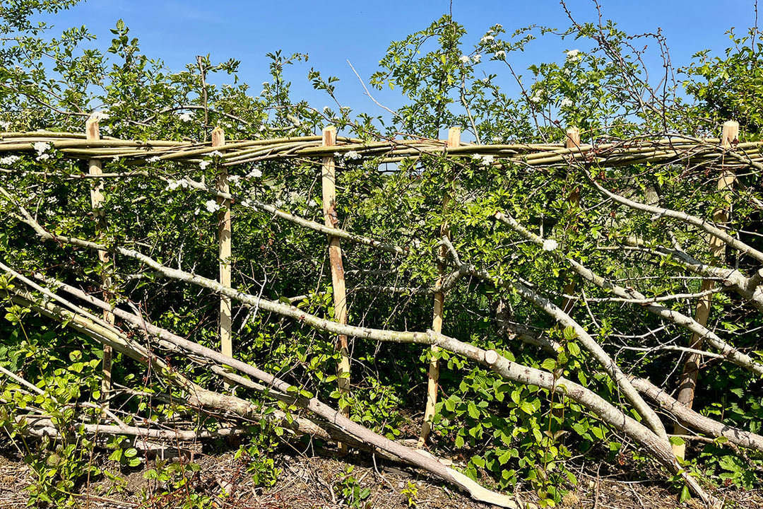 Hedge laying - the propensity to survive