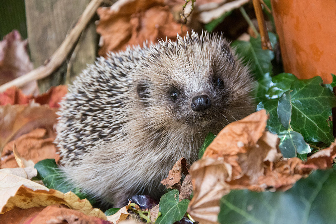 Wildlife in the garden - hedgehogs