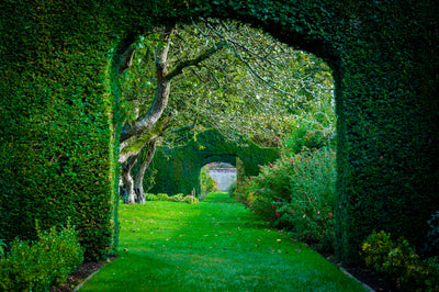 Garden trends- Hedges, a designer's favourite