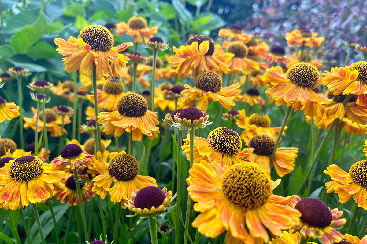 Plant profile - Helenium – Genus Gardenwear